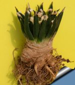 بذر آریوکارپوس آگاویدس | Ariocarpus agavoides