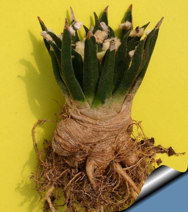 بذر آریوکارپوس آگاویدس | Ariocarpus agavoides