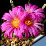 بذر آریوکارپوس آگاویدس | Ariocarpus agavoides