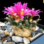 بذر آریوکارپوس آگاویدس | Ariocarpus agavoides