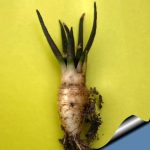 بذر آریوکارپوس آگاویدس | Ariocarpus agavoides