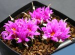 بذر آریوکارپوس آگاویدس | Ariocarpus agavoides