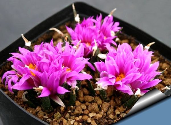 بذر آریوکارپوس آگاویدس | Ariocarpus agavoides