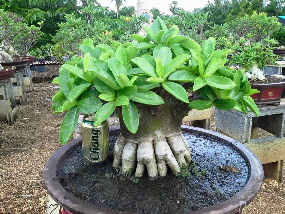 بذر آدنیوم عربیکوم هیبرید | Adenium Arabicum MKMK