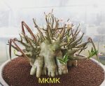 بذر آدنیوم عربیکوم هیبرید | Adenium Arabicum MKMK