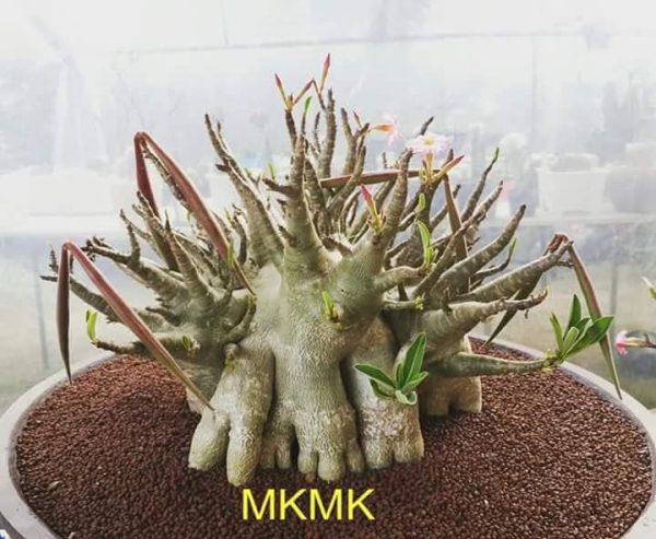 بذر آدنیوم عربیکوم هیبرید | Adenium Arabicum MKMK