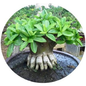 بذر آدنیوم عربیکوم هیبرید | Adenium Arabicum MKMK