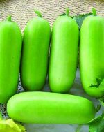 بذر کدو واکسی سبز روونگ آرون | Wax gourd Roong Arun