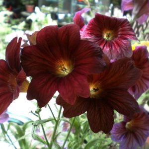 بذر گل کمیاب سالپیگلوسیس رویال | گل رنگین زبان شکلاتی | SALPIGLOSSIS SEEDS ROYALE CHOCOLATE