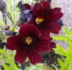 بذر گل کمیاب سالپیگلوسیس رویال | گل رنگین زبان شکلاتی | SALPIGLOSSIS SEEDS ROYALE CHOCOLATE