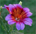 بذر گل رنگین زبان دو رنگ  بنفش | SALPIGLOSSIS SEEDS ROYALE PURPLE BICOLOR