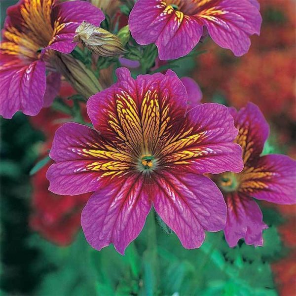 بذر گل رنگین زبان دو رنگ  بنفش | SALPIGLOSSIS SEEDS ROYALE PURPLE BICOLOR