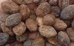 بذر کمیاب myrica rubra (توت فرنگی چینی)