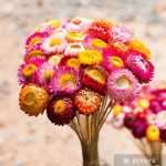 بذر گل جاوید رنگ میکس و الوان | STRAWFLOWER SEEDS MIX