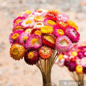 بذر گل جاوید رنگ میکس و الوان | STRAWFLOWER SEEDS MIX