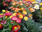 بذر گل جاوید رنگ میکس و الوان | STRAWFLOWER SEEDS MIX