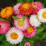 بذر گل جاوید رنگ میکس و الوان | STRAWFLOWER SEEDS MIX