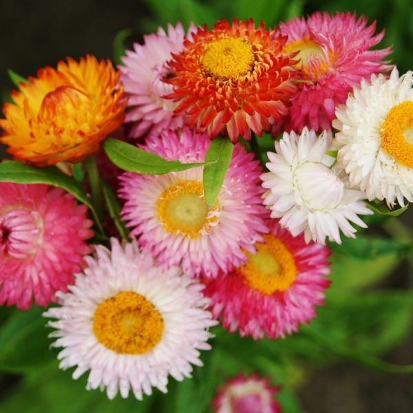 بذر گل جاوید رنگ میکس و الوان | STRAWFLOWER SEEDS MIX