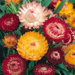 بذر گل جاوید رنگ میکس و الوان | STRAWFLOWER SEEDS MIX