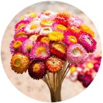 بذر گل جاوید رنگ میکس و الوان | STRAWFLOWER SEEDS MIX