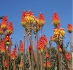 بذر گل گرزی یا سوسن مشعلی | kniphofia uvaria