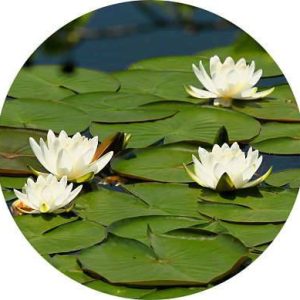 بذر نیلوفر آبی (water lily)