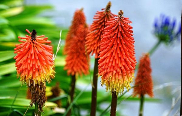 بذر گل گرزی یا سوسن مشعلی | kniphofia uvaria
