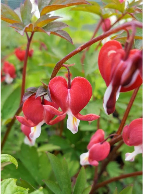 بذر کمیاب گل قلب خونین مریم | DICENTRA SEEDS | BLEEDING HEART