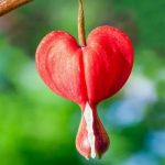 بذر کمیاب گل قلب خونین مریم | DICENTRA SEEDS | BLEEDING HEART
