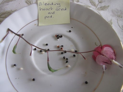 بذر کمیاب گل قلب خونین مریم | DICENTRA SEEDS | BLEEDING HEART