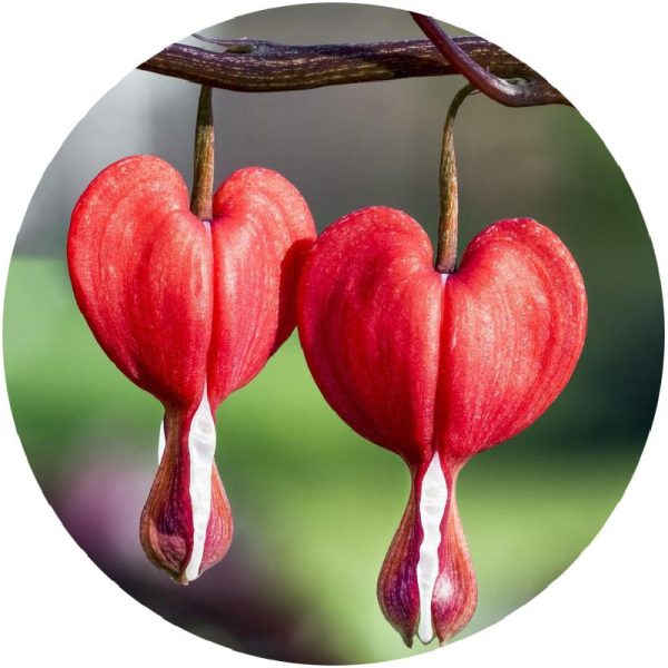 بذر کمیاب گل قلب خونین مریم | DICENTRA SEEDS | BLEEDING HEART