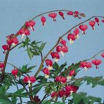 بذر کمیاب گل قلب خونین مریم | DICENTRA SEEDS | BLEEDING HEART