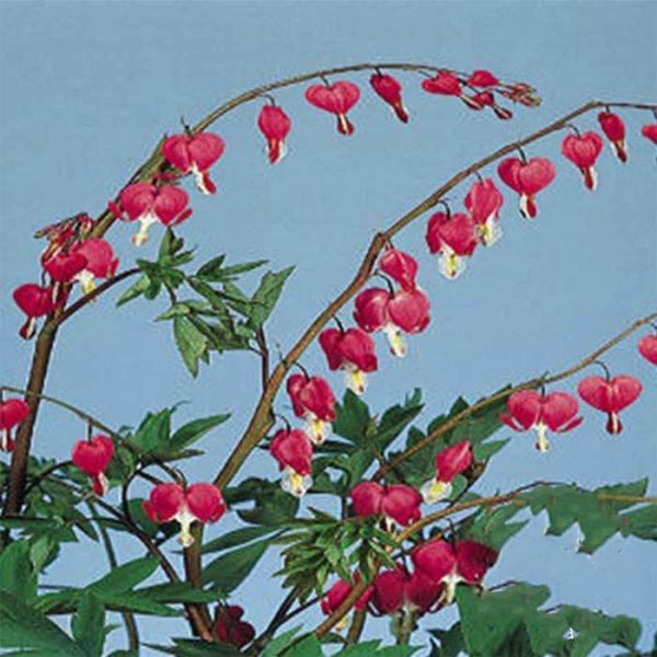 بذر کمیاب گل قلب خونین مریم | DICENTRA SEEDS | BLEEDING HEART