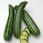 بذر کدو خورشتی ایتالیایی زوکینی راه راه |  ZUCCHINI ITALIAN STRIPED