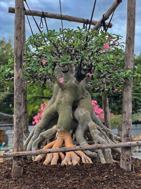 بذر آدنیوم عربیکوم آر سی ان | Adenium Arabicum RCN