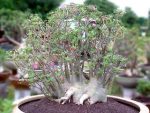 بذر آدنیوم عربیکوم آر سی ان | Adenium Arabicum RCN