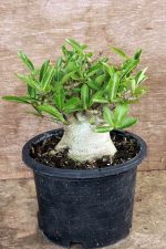 بذر آدنیوم عربیکوم آر سی ان | Adenium Arabicum RCN
