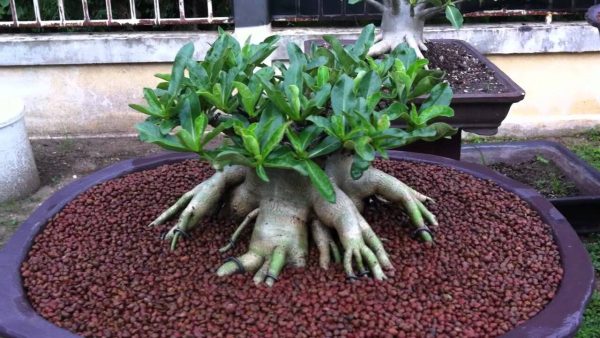 بذر آدنیوم عربیکوم آر سی ان | Adenium Arabicum RCN