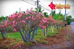 بذر آدنیوم عربیکوم آر سی ان | Adenium Arabicum RCN