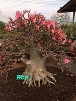 بذر آدنیوم عربیکوم آر سی ان | Adenium Arabicum RCN