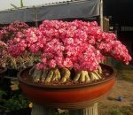 بذر آدنیوم عربیکوم آر سی ان | Adenium Arabicum RCN