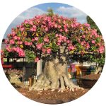 بذر آدنیوم عربیکوم آر سی ان | Adenium Arabicum RCN
