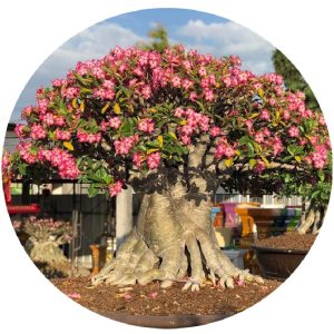 بذر آدنیوم عربیکوم آر سی ان | Adenium Arabicum RCN