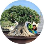 بذر آدنیوم عربیکوم آر سی ان | Adenium Arabicum RCN