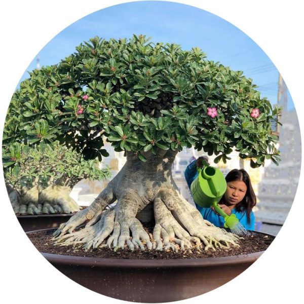 بذر آدنیوم عربیکوم آر سی ان | Adenium Arabicum RCN