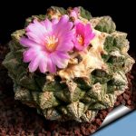 بذر کاکتوس آریوکارپوس فیشوراتیوس | Ariocarpus fissuratus