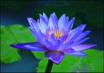 بذر نیلوفر آبی (water lily)