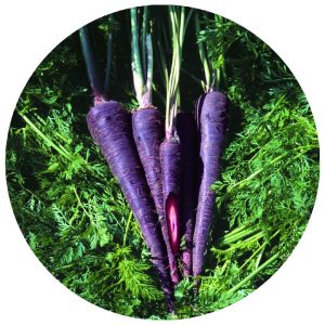 بذر هویج بنفش | purple carrot seeds