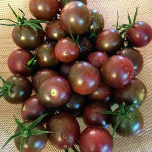 بذر گوجه فرنگی چری شکلاتی | TOMATO SEEDS CHOCOLATE CHERRY