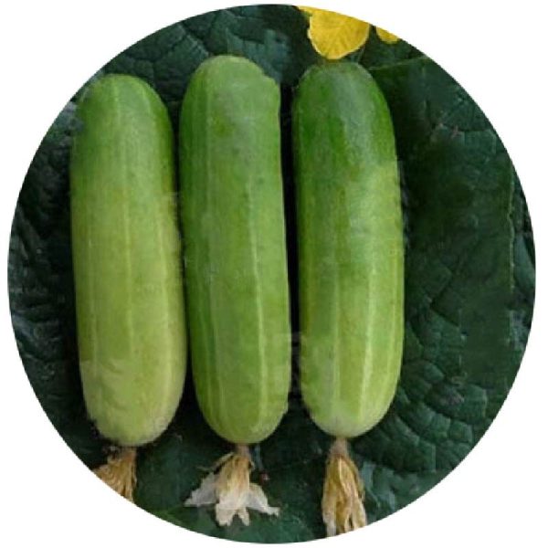 بذر خیار هیبرید قهرمان طلایی | CUCUMBER CHAMPION-C GOLD
